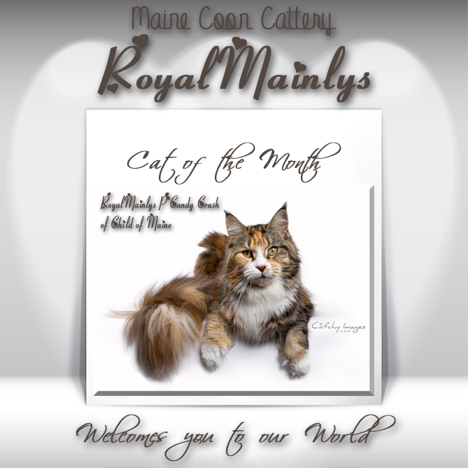 Maine Coon Cattery RoyalMainlys
